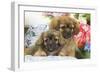 Tibetan Spaniel Two Puppies with Flowers-null-Framed Photographic Print