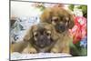 Tibetan Spaniel Two Puppies with Flowers-null-Mounted Photographic Print