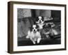 Tibetan Spaniel-null-Framed Photographic Print