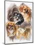 Tibetan Spaniel-Barbara Keith-Mounted Giclee Print