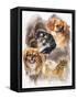 Tibetan Spaniel-Barbara Keith-Framed Stretched Canvas