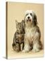 Tibetan Terrier Dog and Tabby Cat-null-Stretched Canvas