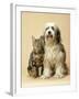 Tibetan Terrier Dog and Tabby Cat-null-Framed Photographic Print