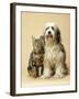 Tibetan Terrier Dog and Tabby Cat-null-Framed Photographic Print