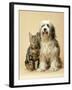 Tibetan Terrier Dog and Tabby Cat-null-Framed Photographic Print