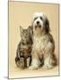 Tibetan Terrier Dog and Tabby Cat-null-Mounted Photographic Print