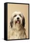 Tibetan Terrier Dog-null-Framed Stretched Canvas