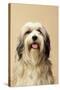 Tibetan Terrier Dog-null-Stretched Canvas