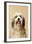 Tibetan Terrier Dog-null-Framed Photographic Print