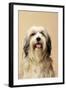 Tibetan Terrier Dog-null-Framed Photographic Print