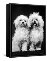 Tibetan Terrier Dogs-Hank Walker-Framed Stretched Canvas