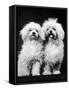 Tibetan Terrier Dogs-Hank Walker-Framed Stretched Canvas