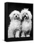 Tibetan Terrier Dogs-Hank Walker-Framed Stretched Canvas