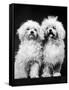 Tibetan Terrier Dogs-Hank Walker-Framed Stretched Canvas
