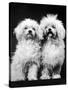 Tibetan Terrier Dogs-Hank Walker-Stretched Canvas