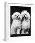 Tibetan Terrier Dogs-Hank Walker-Framed Premium Photographic Print