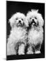 Tibetan Terrier Dogs-Hank Walker-Mounted Premium Photographic Print