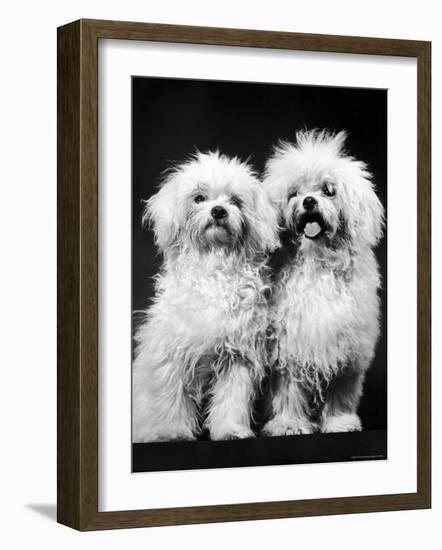 Tibetan Terrier Dogs-Hank Walker-Framed Photographic Print