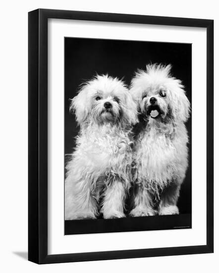 Tibetan Terrier Dogs-Hank Walker-Framed Photographic Print