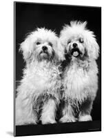 Tibetan Terrier Dogs-Hank Walker-Mounted Photographic Print
