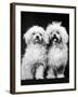 Tibetan Terrier Dogs-Hank Walker-Framed Photographic Print