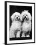 Tibetan Terrier Dogs-Hank Walker-Framed Photographic Print