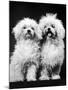 Tibetan Terrier Dogs-Hank Walker-Mounted Photographic Print