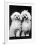 Tibetan Terrier Dogs-Hank Walker-Framed Photographic Print