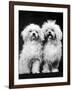 Tibetan Terrier Dogs-Hank Walker-Framed Photographic Print