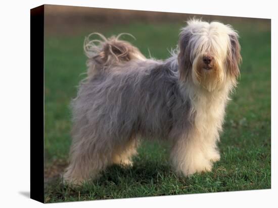 Tibetan Terrier Standing on Grass-Adriano Bacchella-Stretched Canvas