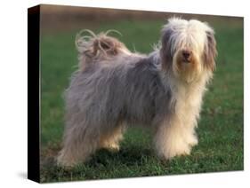 Tibetan Terrier Standing on Grass-Adriano Bacchella-Stretched Canvas