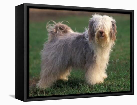 Tibetan Terrier Standing on Grass-Adriano Bacchella-Framed Stretched Canvas
