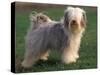 Tibetan Terrier Standing on Grass-Adriano Bacchella-Stretched Canvas