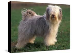 Tibetan Terrier Standing on Grass-Adriano Bacchella-Stretched Canvas