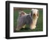 Tibetan Terrier Standing on Grass-Adriano Bacchella-Framed Premium Photographic Print