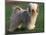 Tibetan Terrier Standing on Grass-Adriano Bacchella-Mounted Premium Photographic Print