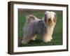 Tibetan Terrier Standing on Grass-Adriano Bacchella-Framed Premium Photographic Print