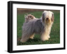 Tibetan Terrier Standing on Grass-Adriano Bacchella-Framed Premium Photographic Print