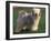 Tibetan Terrier Standing on Grass-Adriano Bacchella-Framed Premium Photographic Print