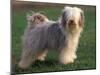 Tibetan Terrier Standing on Grass-Adriano Bacchella-Mounted Premium Photographic Print