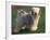 Tibetan Terrier Standing on Grass-Adriano Bacchella-Framed Photographic Print
