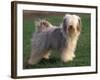 Tibetan Terrier Standing on Grass-Adriano Bacchella-Framed Photographic Print