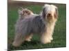 Tibetan Terrier Standing on Grass-Adriano Bacchella-Mounted Photographic Print