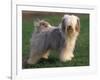 Tibetan Terrier Standing on Grass-Adriano Bacchella-Framed Photographic Print