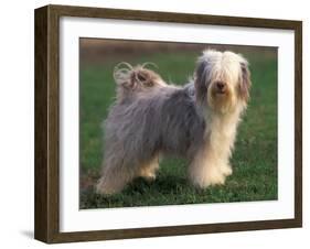 Tibetan Terrier Standing on Grass-Adriano Bacchella-Framed Photographic Print