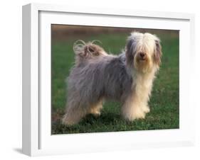 Tibetan Terrier Standing on Grass-Adriano Bacchella-Framed Photographic Print