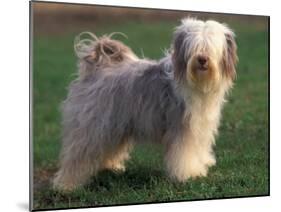 Tibetan Terrier Standing on Grass-Adriano Bacchella-Mounted Photographic Print