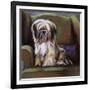 Tibetan Terrier-Barbara Keith-Framed Giclee Print