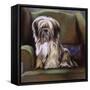 Tibetan Terrier-Barbara Keith-Framed Stretched Canvas