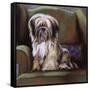 Tibetan Terrier-Barbara Keith-Framed Stretched Canvas